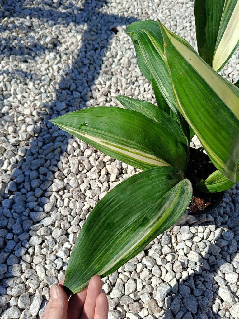 Aspidistra elatior variegata