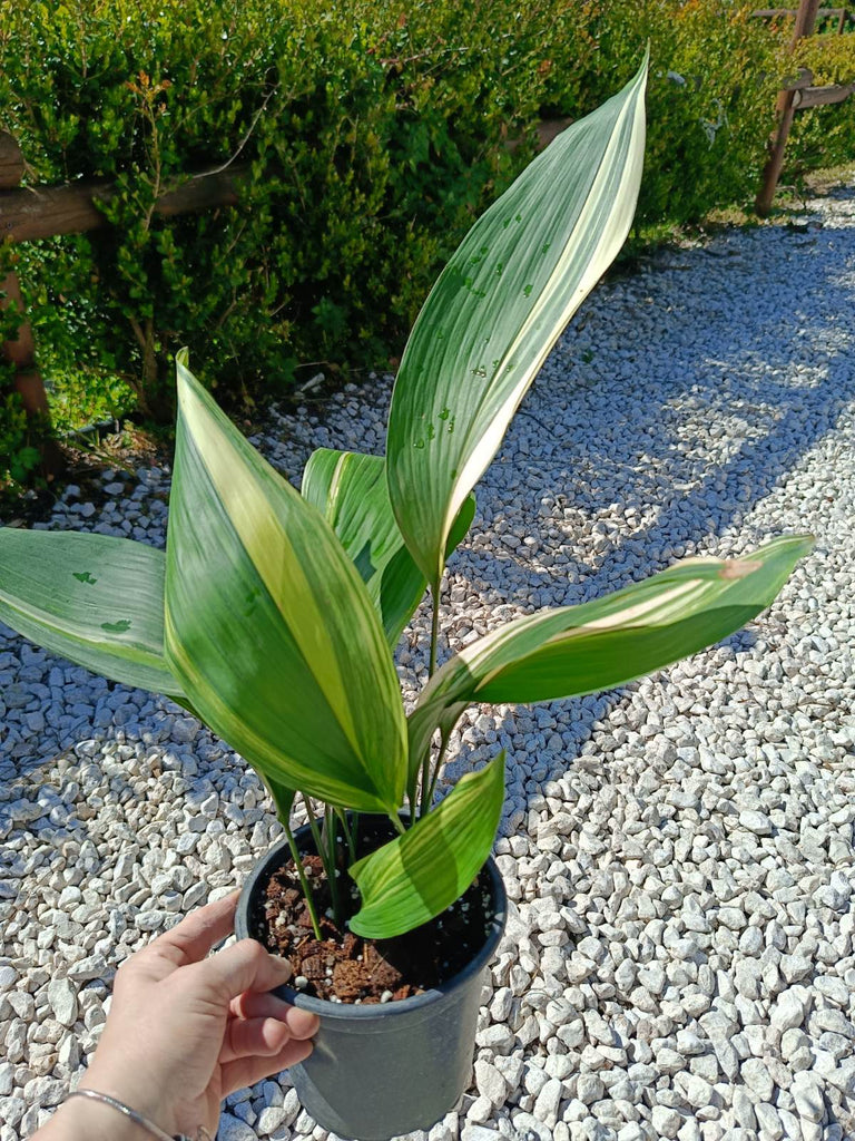 Aspidistra elatior variegata