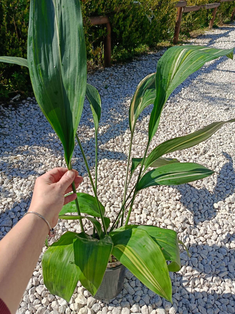 Aspidistra elatior variegata