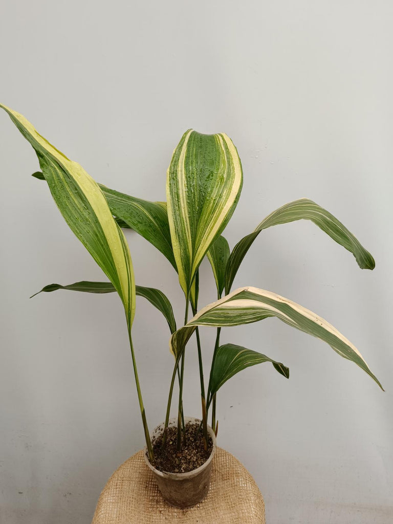 Aspidistra elatior variegata