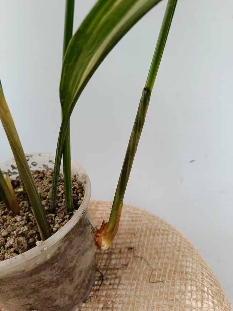 Aspidistra elatior variegata