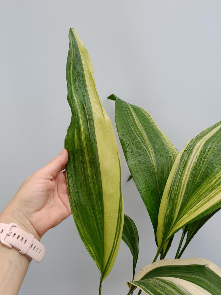 Aspidistra elatior variegata