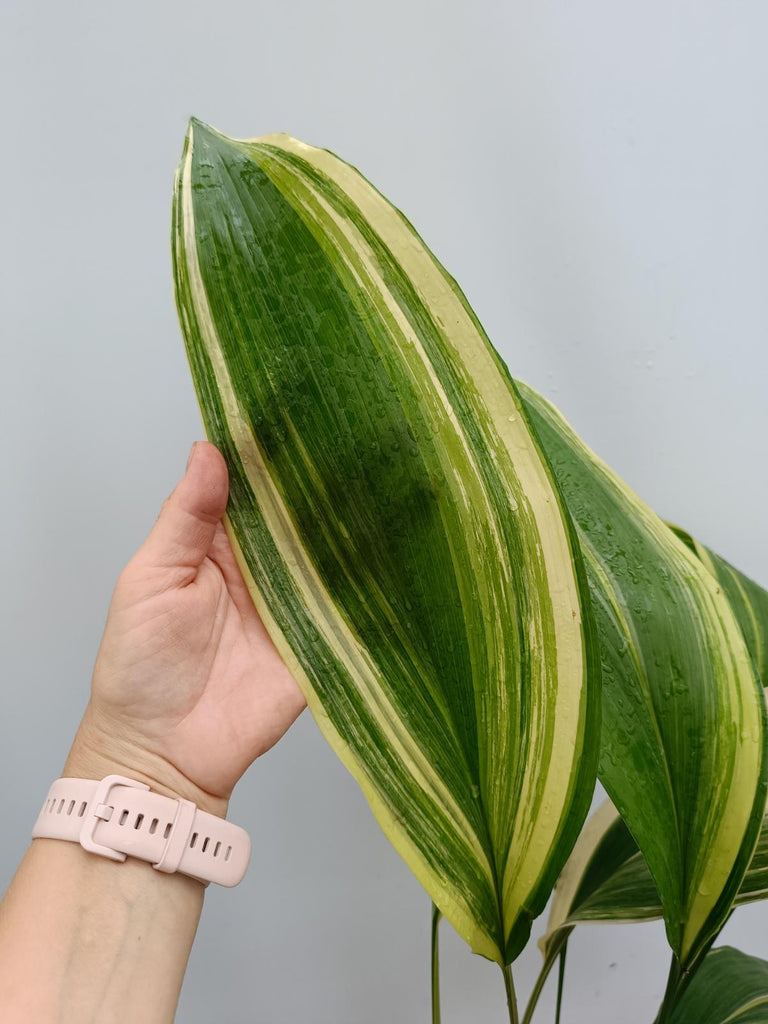 Aspidistra elatior variegata