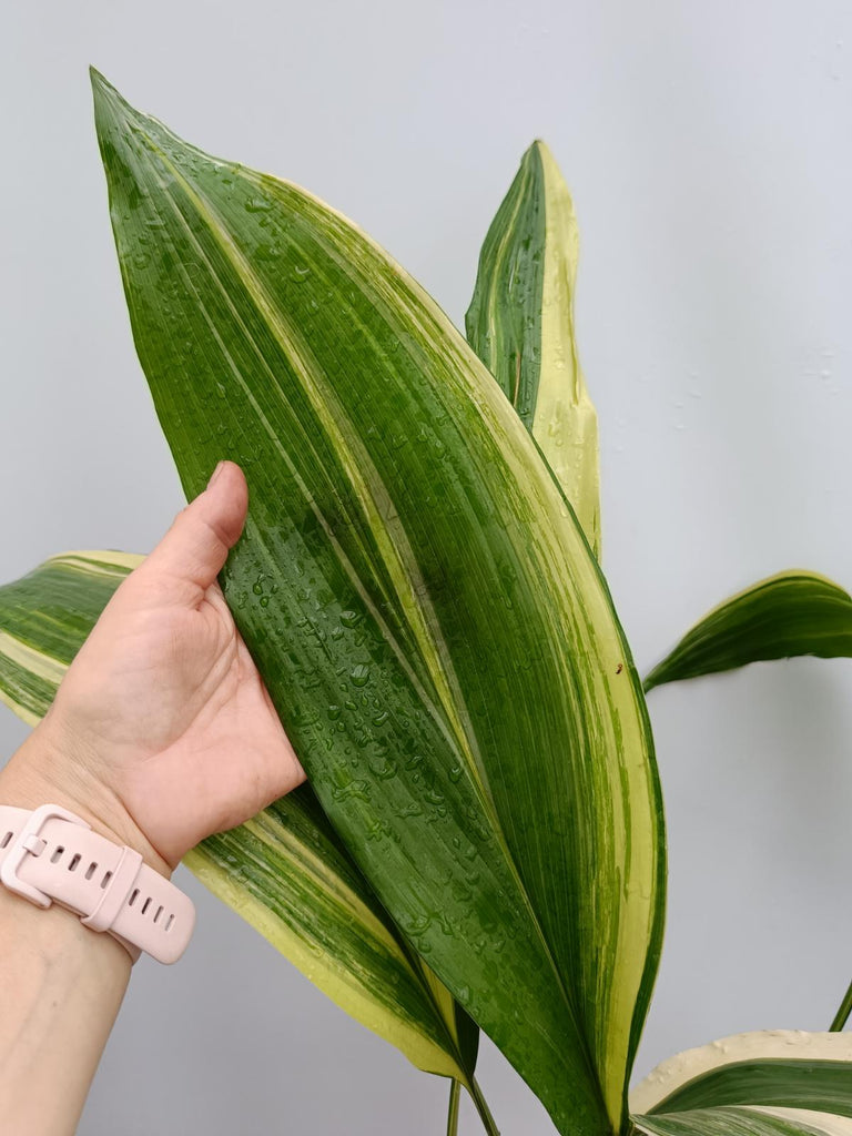 Aspidistra elatior variegata