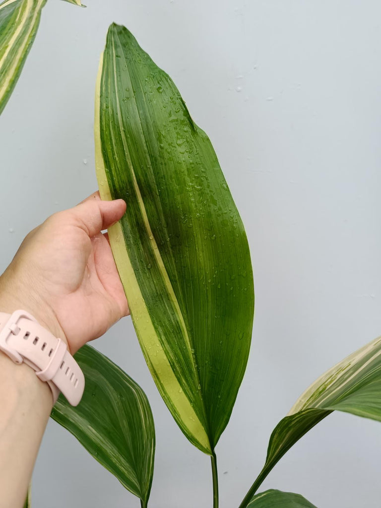 Aspidistra elatior variegata