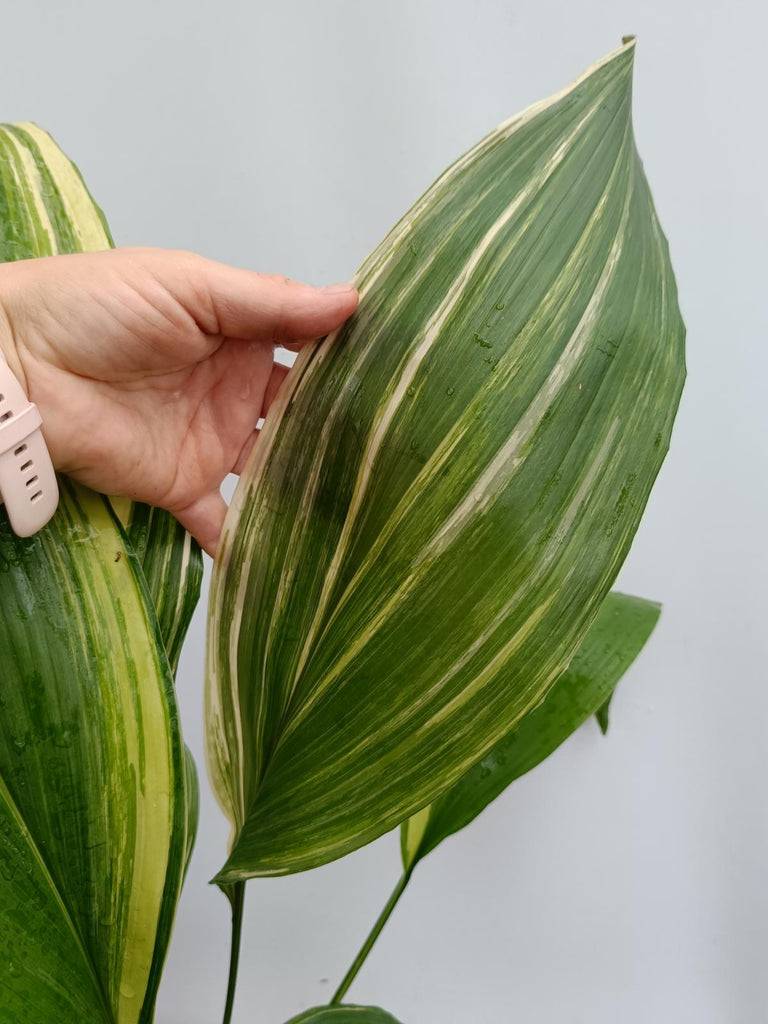 Aspidistra elatior variegata