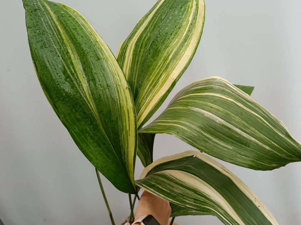 Aspidistra elatior variegata