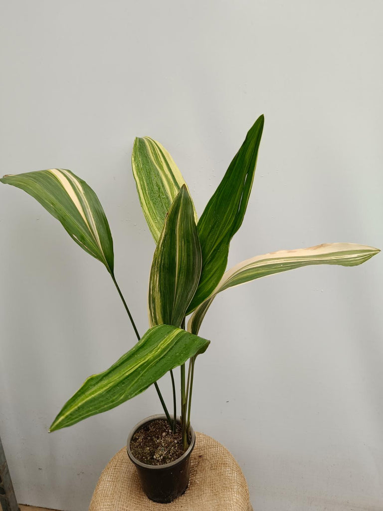 Aspidistra elatior variegata