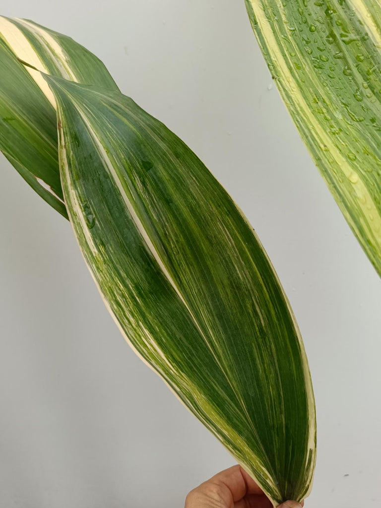 Aspidistra elatior variegata