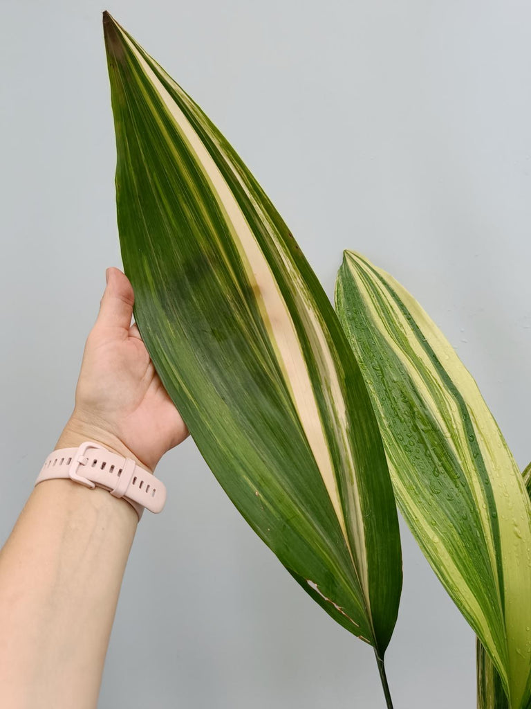 Aspidistra elatior variegata