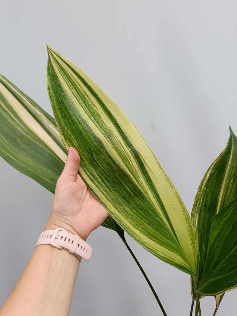 Aspidistra elatior variegata