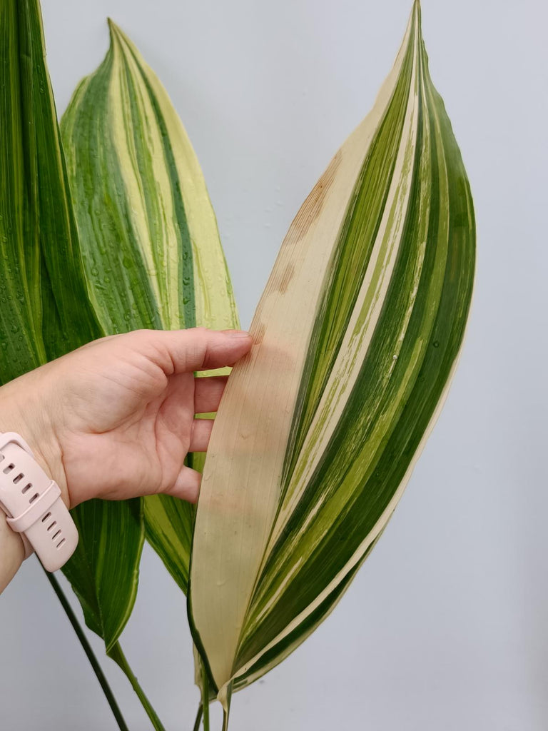 Aspidistra elatior variegata