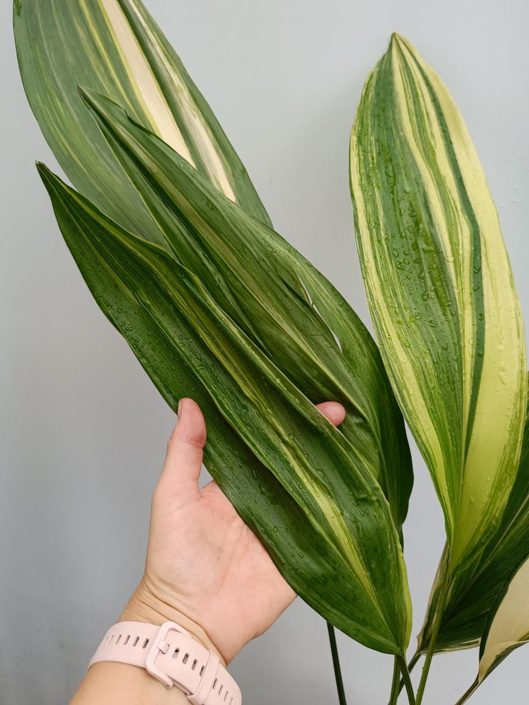 Aspidistra elatior variegata