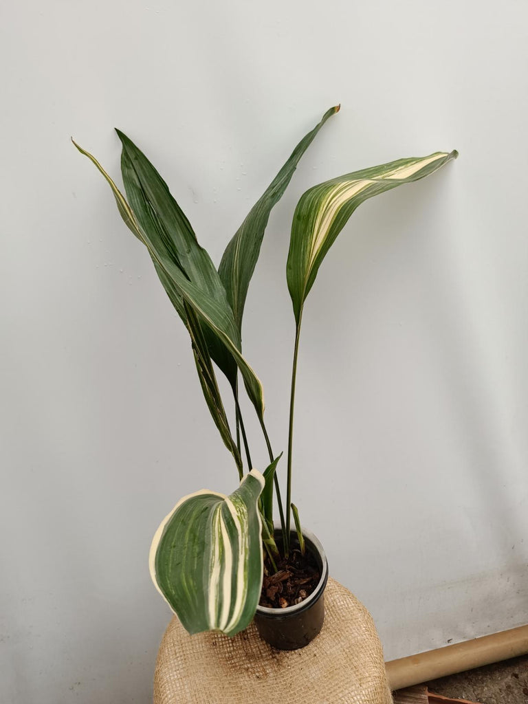 Aspidistra elatior variegata