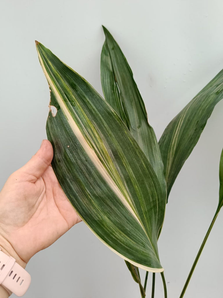 Aspidistra elatior variegata