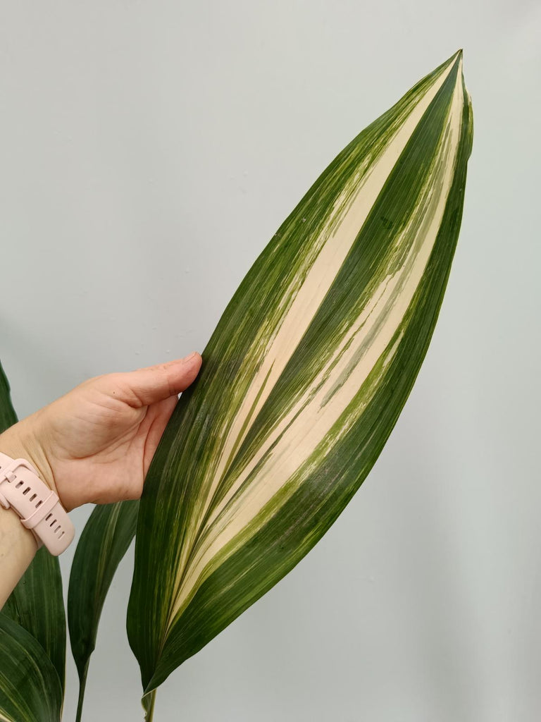 Aspidistra elatior variegata