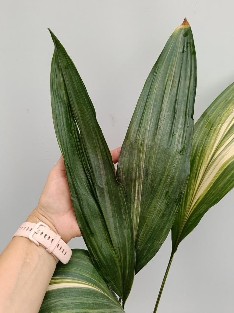 Aspidistra elatior variegata