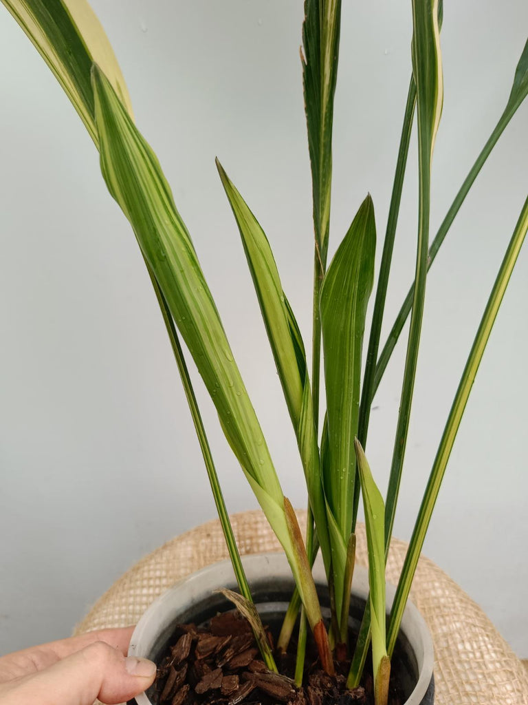 Aspidistra elatior variegata