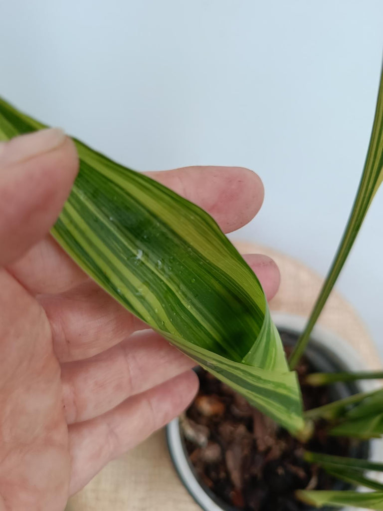 Aspidistra elatior variegata