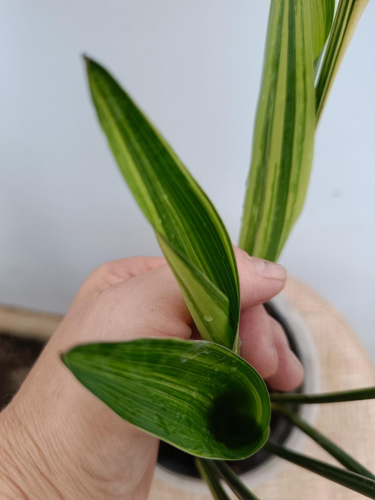 Aspidistra elatior variegata