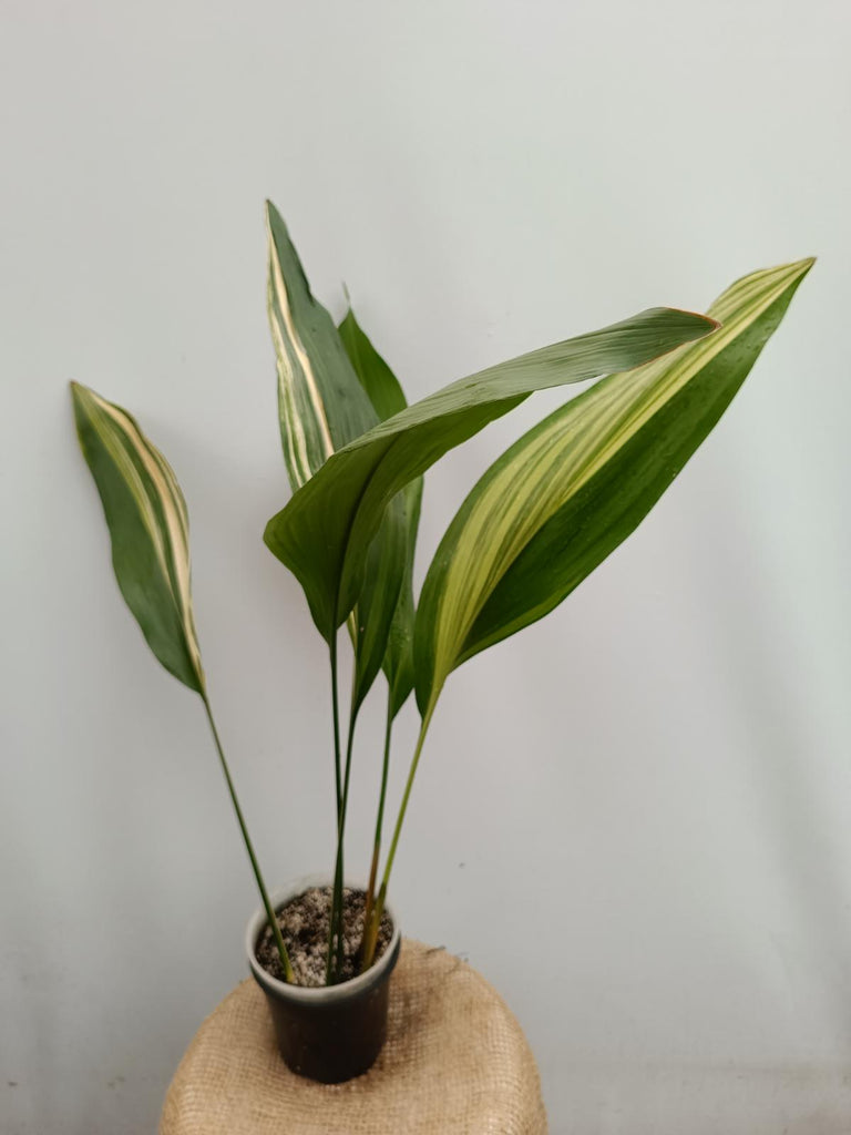 Aspidistra elatior variegata