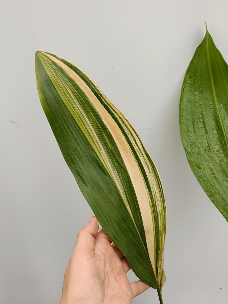 Aspidistra elatior variegata