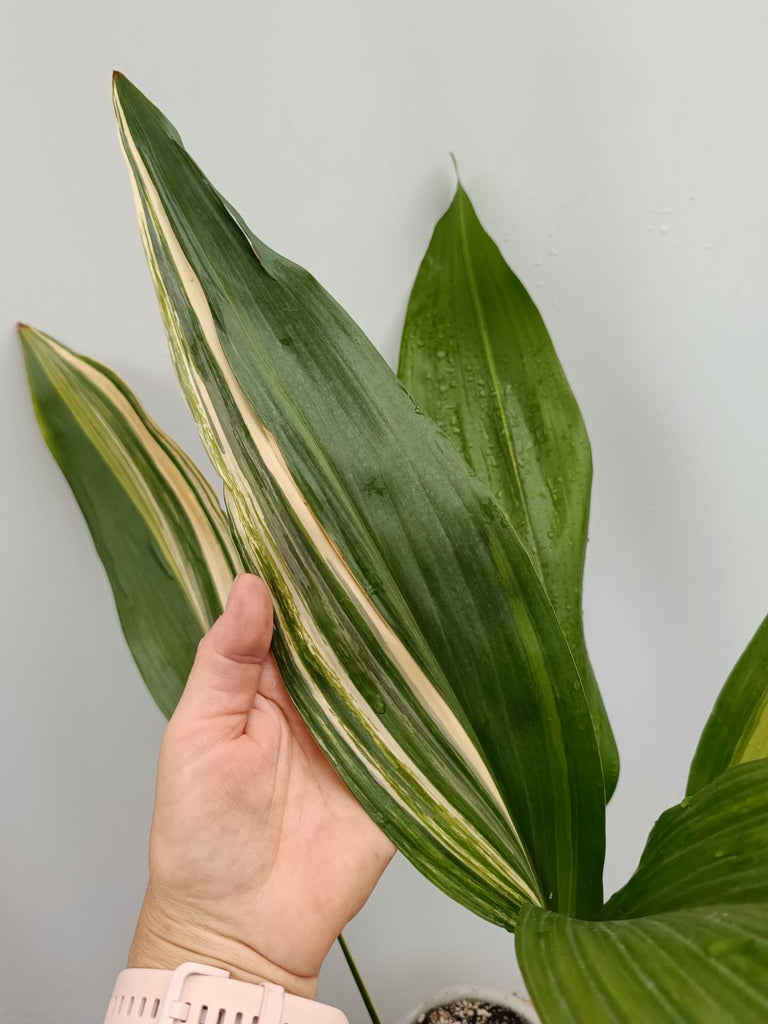 Aspidistra elatior variegata