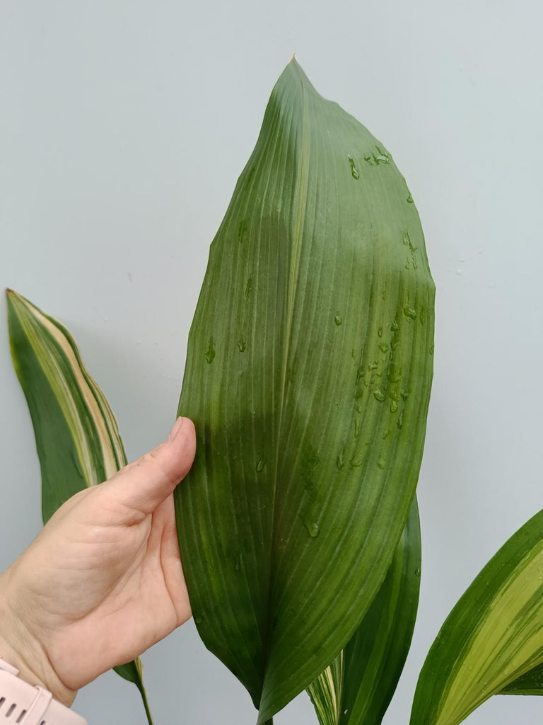 Aspidistra elatior variegata