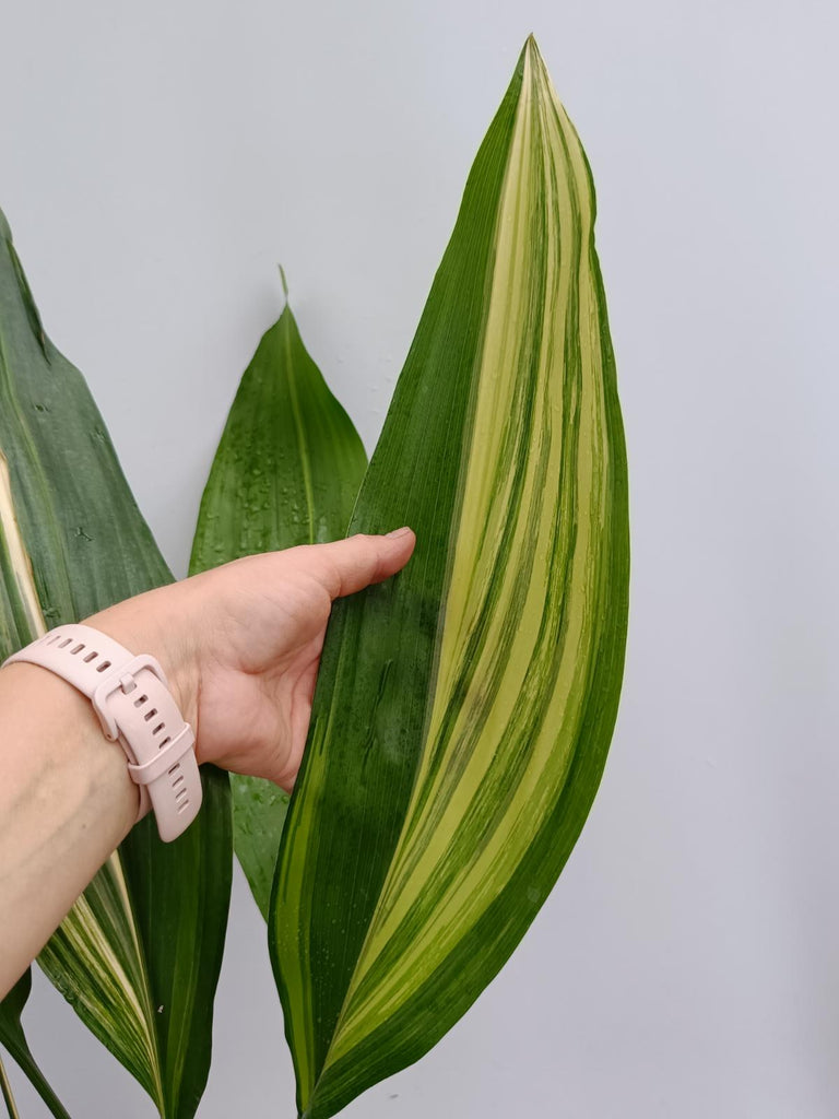 Aspidistra elatior variegata