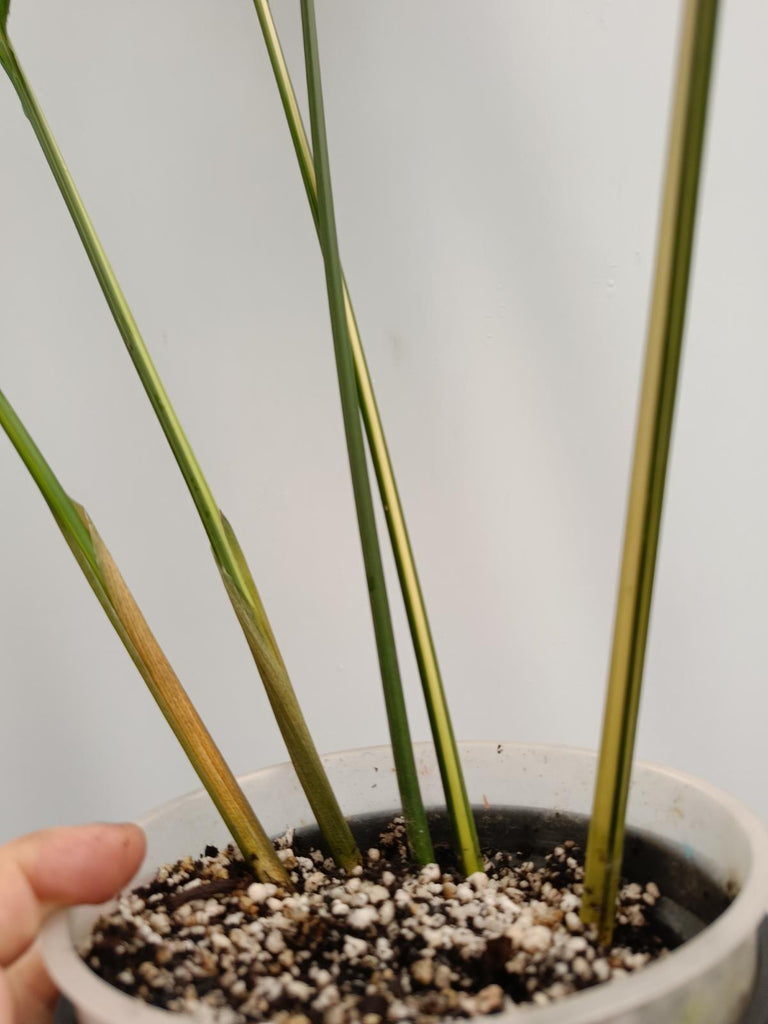 Aspidistra elatior variegata