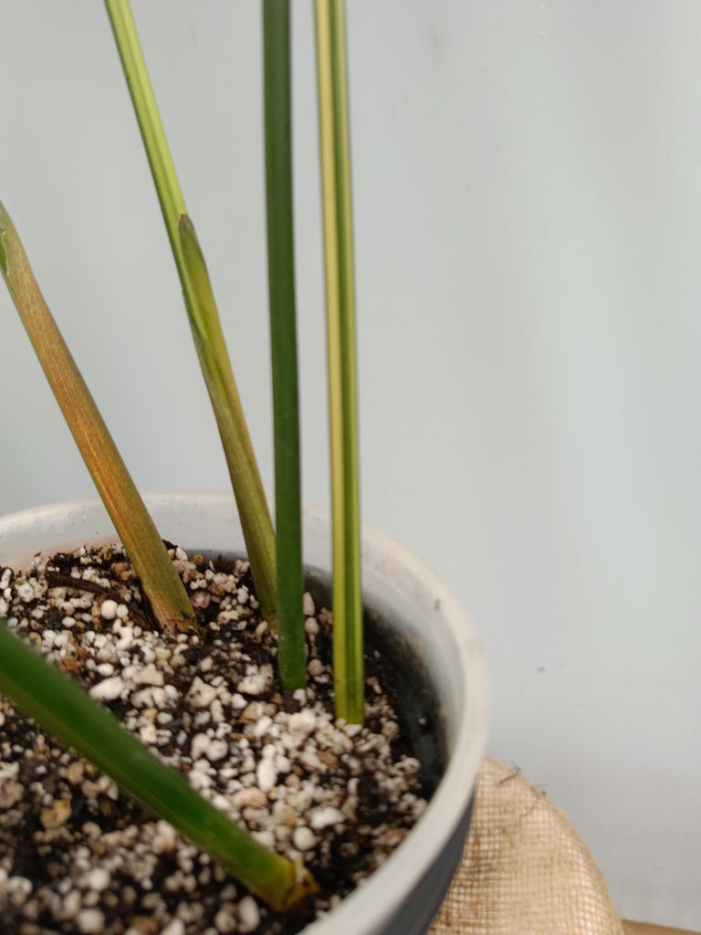 Aspidistra elatior variegata