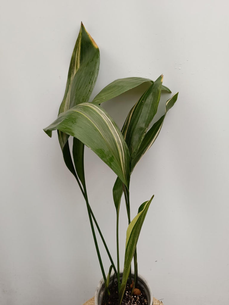 Aspidistra elatior variegata