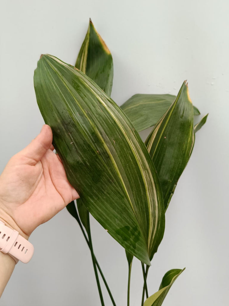 Aspidistra elatior variegata