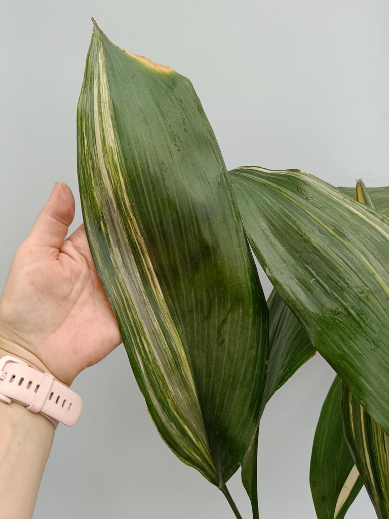 Aspidistra elatior variegata