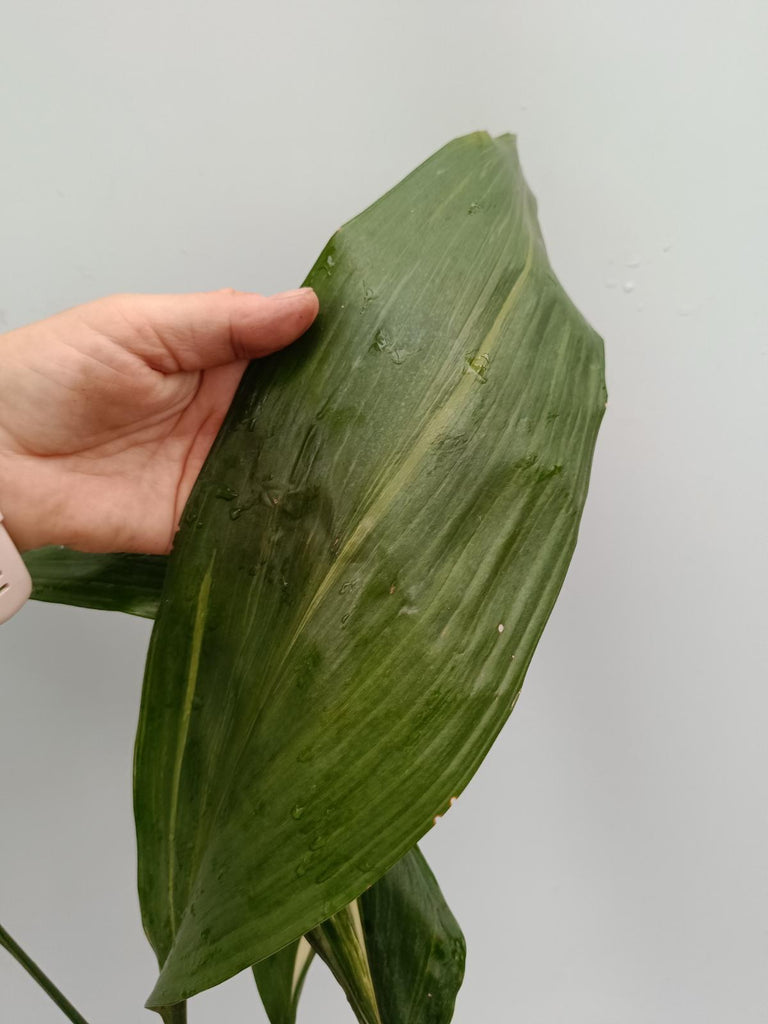 Aspidistra elatior variegata