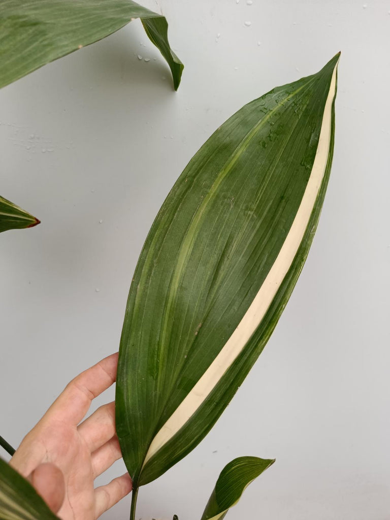 Aspidistra elatior variegata