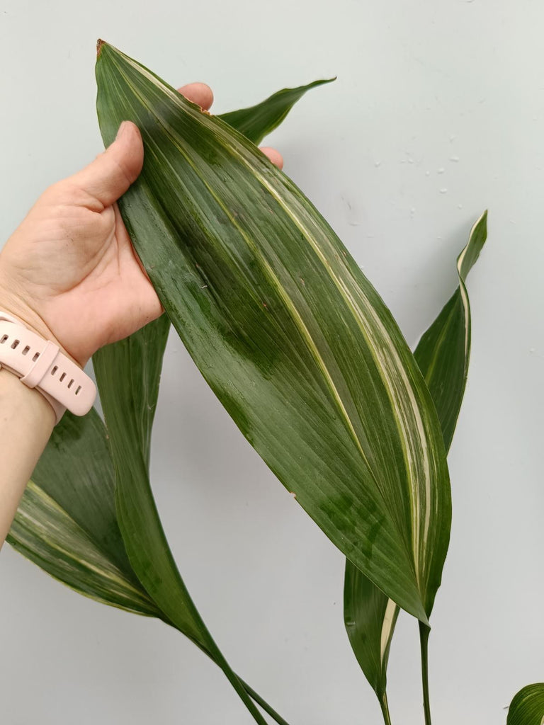 Aspidistra elatior variegata