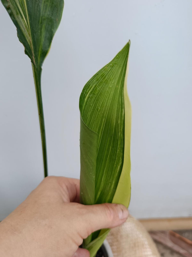 Aspidistra elatior variegata