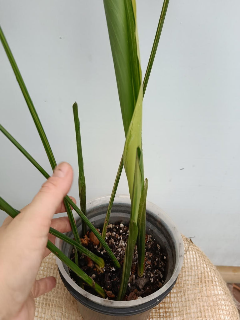 Aspidistra elatior variegata