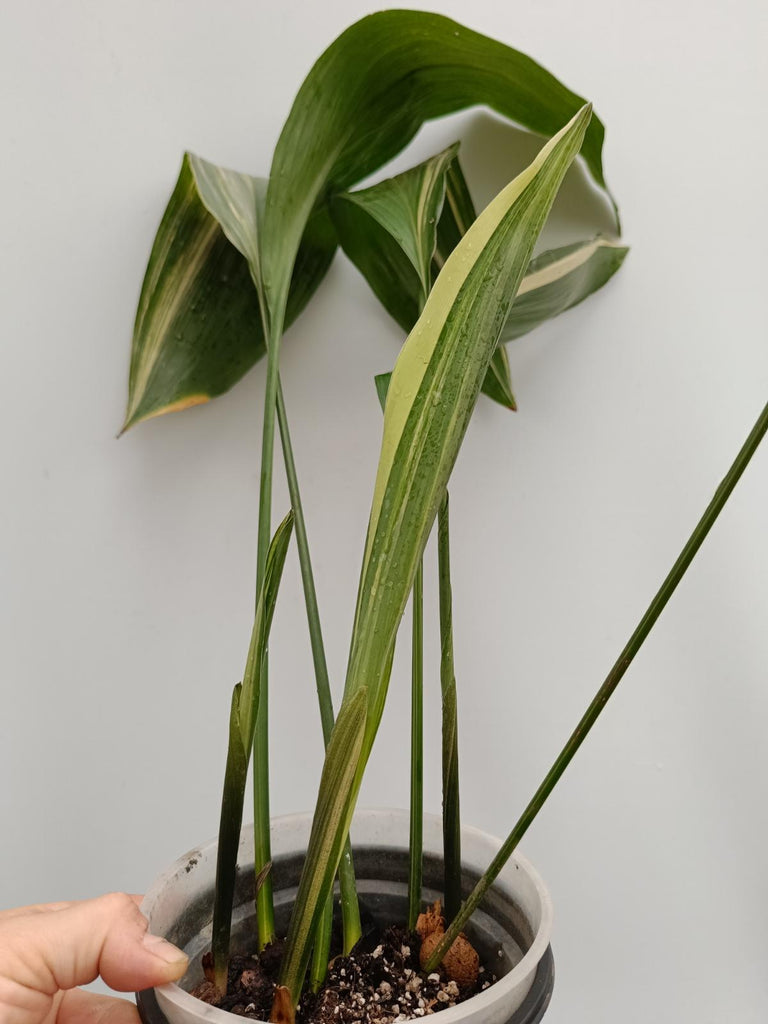 Aspidistra elatior variegata