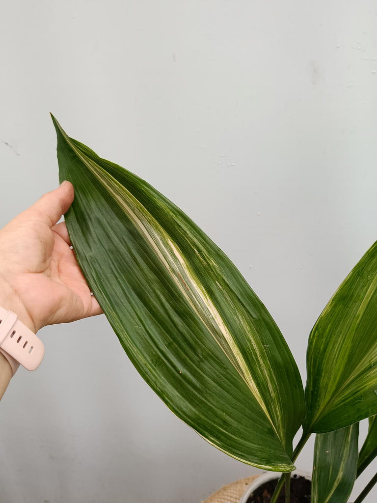 Aspidistra elatior variegata