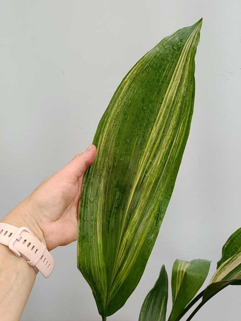 Aspidistra elatior variegata