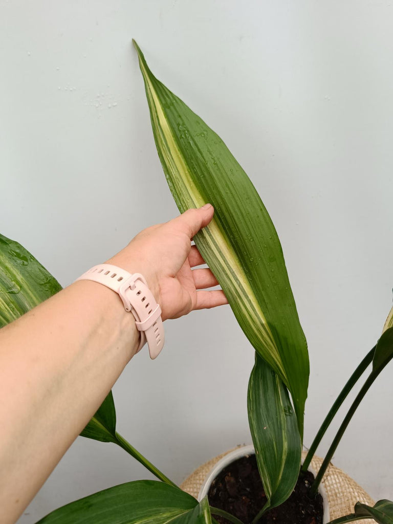 Aspidistra elatior variegata