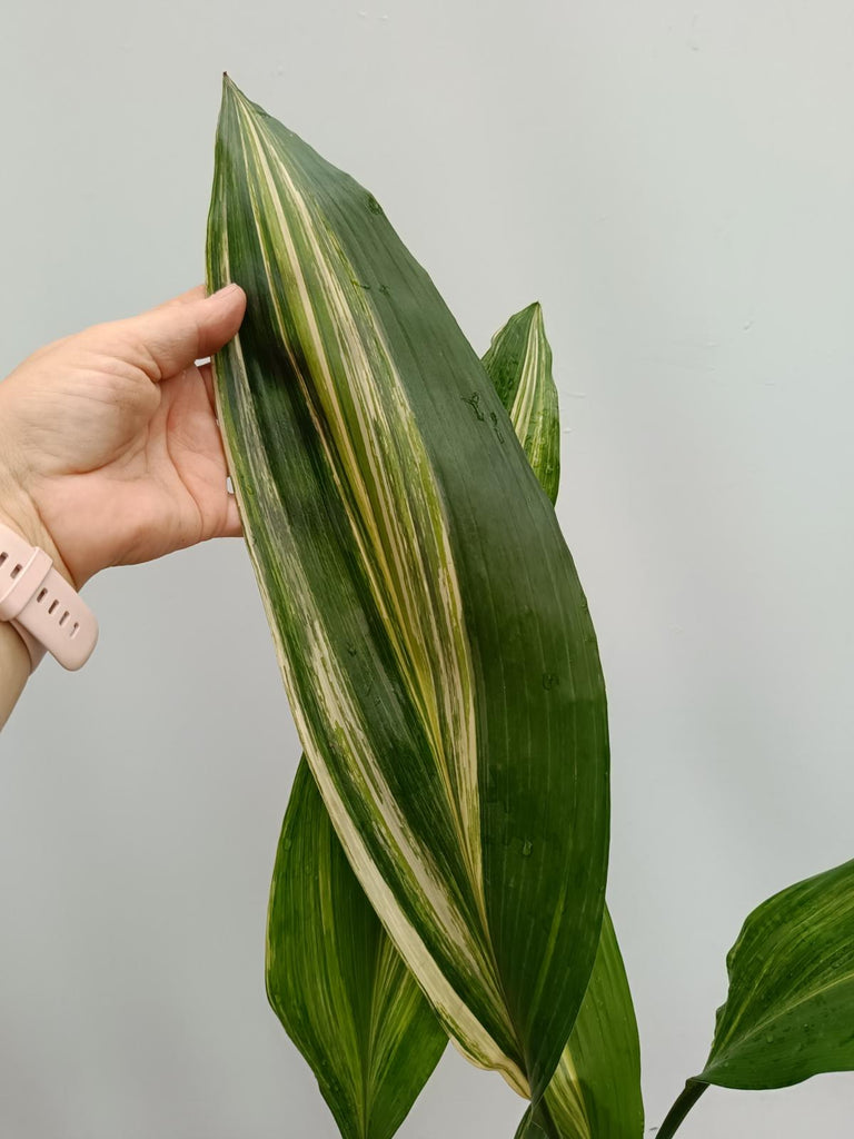 Aspidistra elatior variegata