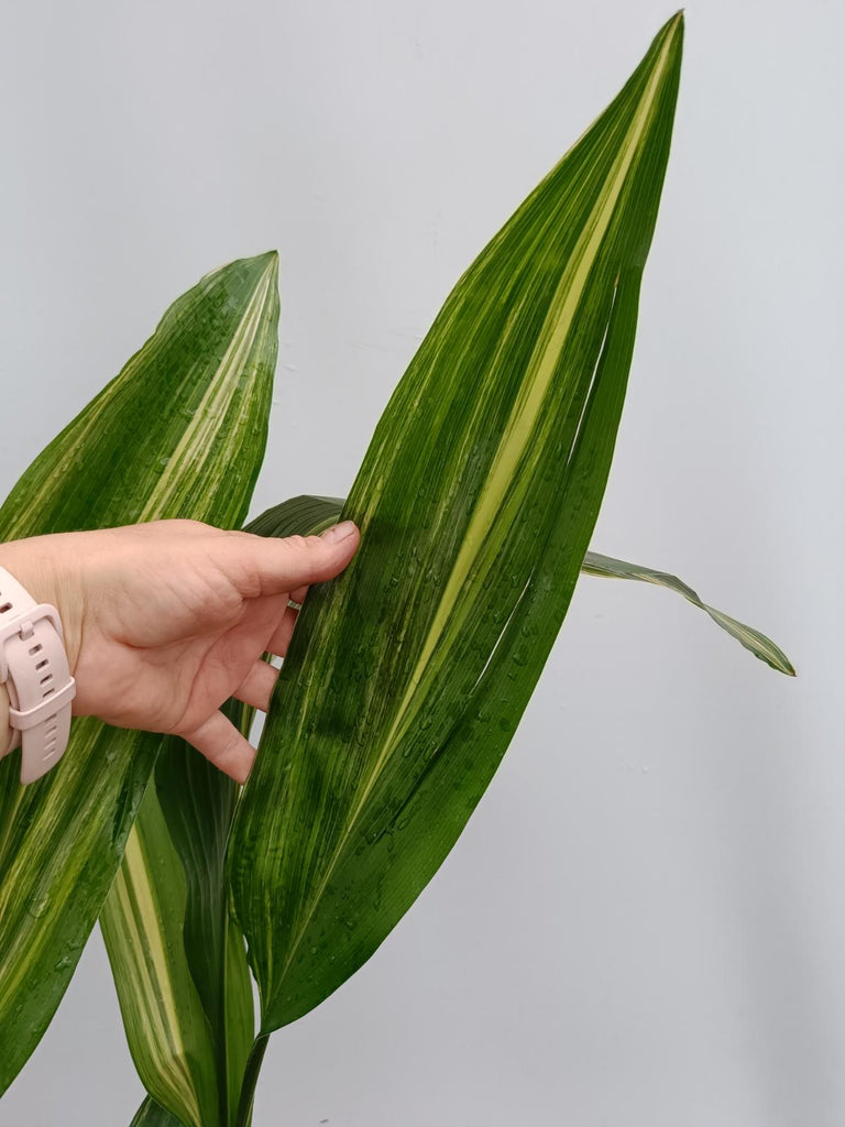 Aspidistra elatior variegata