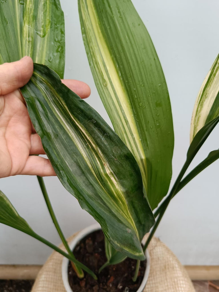 Aspidistra elatior variegata