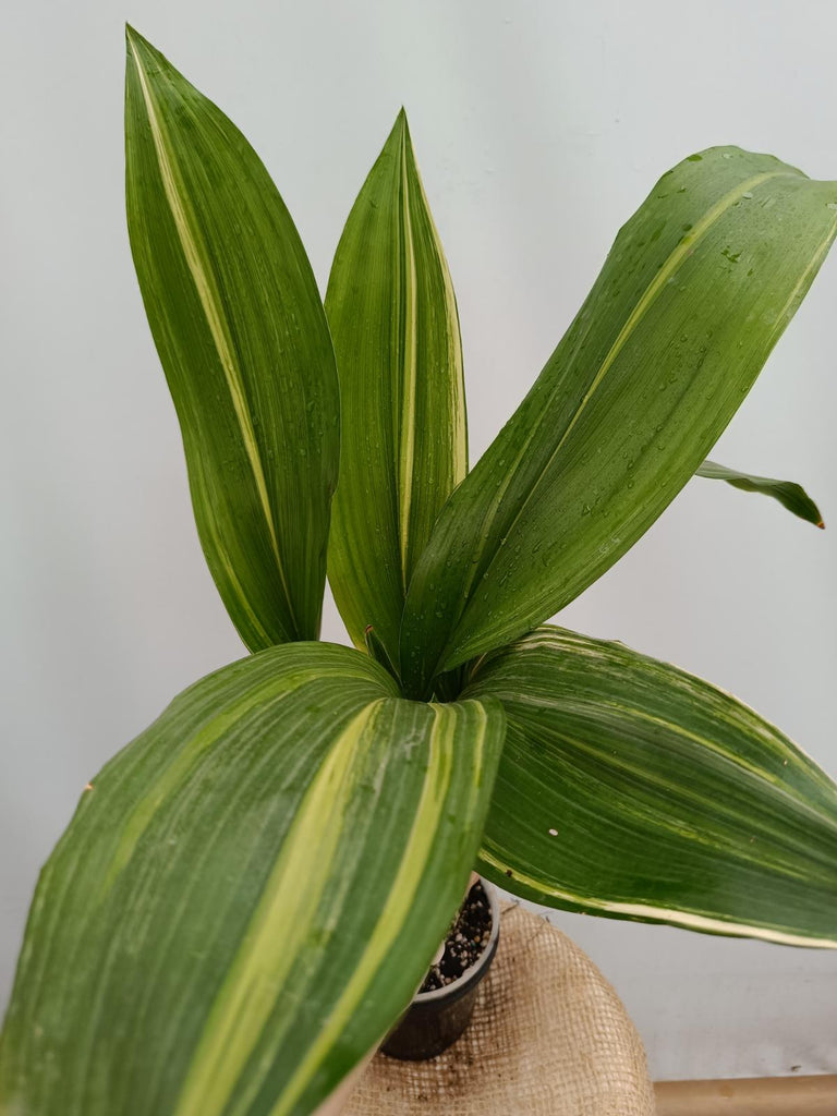 Aspidistra elatior variegata