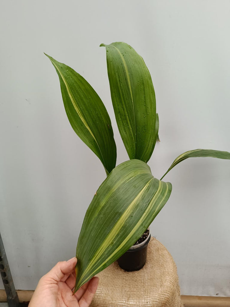 Aspidistra elatior variegata