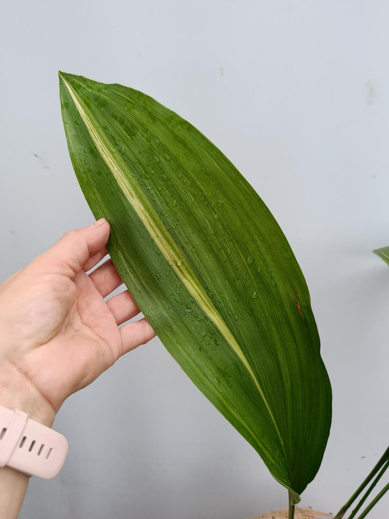 Aspidistra elatior variegata