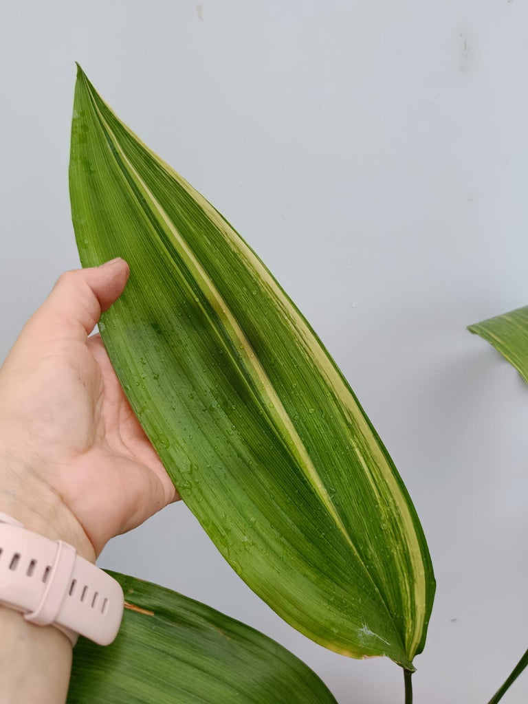 Aspidistra elatior variegata